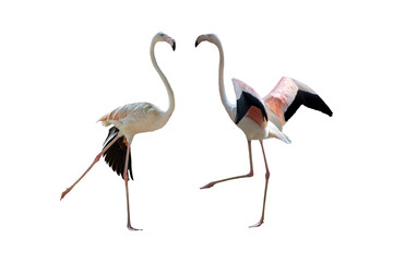 Bird flamingo isolated on white background ,Beautiful bird flamingo , flamingo in lovely moment