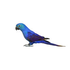 Colorful of  Parrot, sun Conure , yellow parrot , small parrot isolated on white background