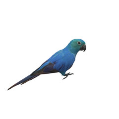 Colorful of  Parrot, sun Conure , yellow parrot , small parrot isolated on white background