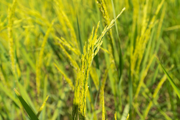 Rice Field in north of Thailand, Soft focus