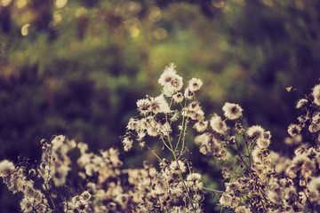 Dry thistle flowers
