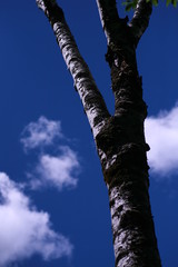 Fototapeta premium A Tree in Kamikochi Japan