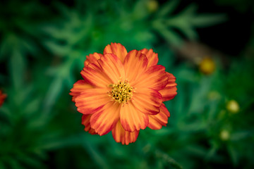 Red and orange flower on green background
