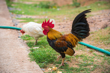 Red junglefow chicken ,Bantam chicken,It is thought to be ancestral to the domestic chicken, with some hybridization with the grey junglefowl.
