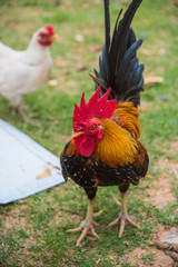 Red junglefow chicken ,Bantam chicken,It is thought to be ancestral to the domestic chicken, with some hybridization with the grey junglefowl.