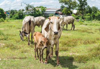 Obraz na płótnie Canvas Cow in country,cows on meadow in Thailand