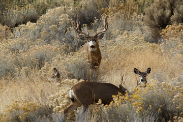 Deer buck following does
