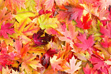 Naklejka na ściany i meble Wet Bed of Fallen Autumn Leaves on the Ground