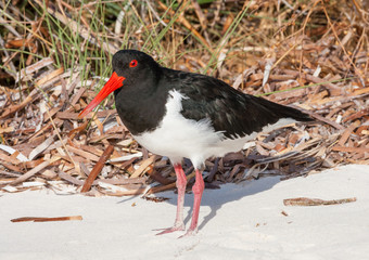 Pied Oystercatcher
