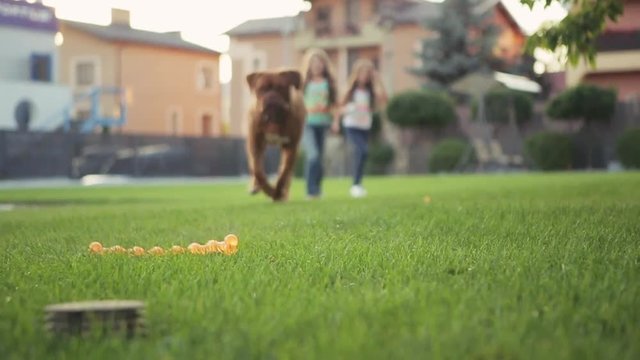 Low angle view of two little curly girls throwing a toy-bone to the dog. A dog is chewing the bone. Dynamic outdoors activities. Moments of happiness. Childhood memories. Friends forever.