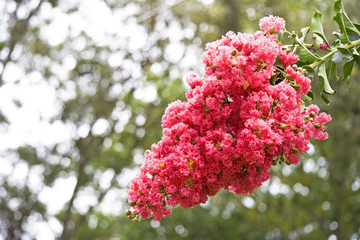 Red crepe myrtle blooms. Summer. Horizontal