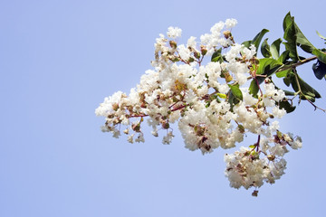 White crepe myrtle blooms. Summer. Horizontal