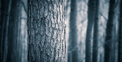 Close up of spooky trees trunks in fall forest