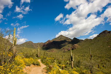 Arizona Landscape