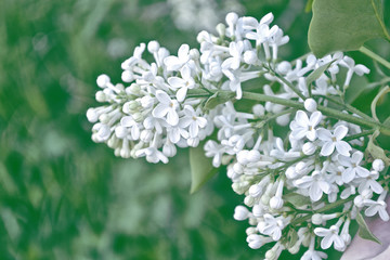  Bunches of flowers of lilac