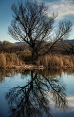 Tree reflecting in lake