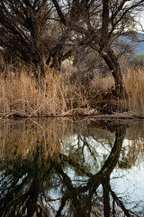 Tree reflecting in lake