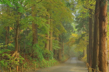 世界遺産　平泉　紅葉の中尊寺