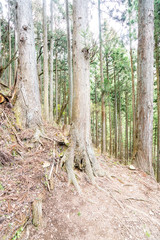 Fototapeta premium 森の風景