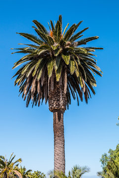 Canary Island date palm (Phoenix canariensis) with blue sky background.