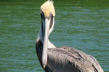 Pelican in the Florida Keys