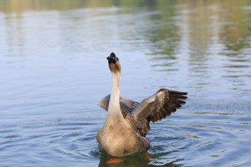 A wild goose on the Blue Lake stretches its wings