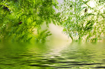 Natural defocused and depth of field (DOF) effect of green leaf, the bokeh effect, morning sunlight and water reflection