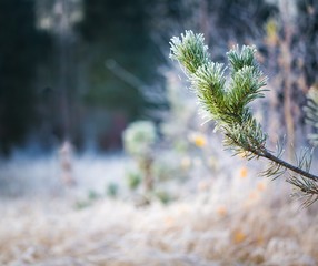 Hoarforost on needles of pine tree