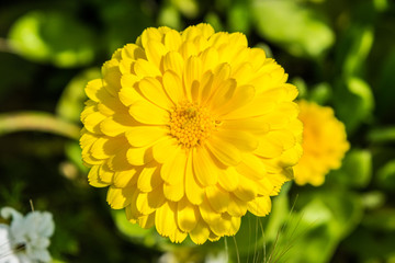 Yellow calendula
