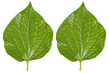 two green betel leaves isolated on white