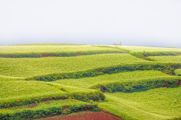 Mustard field in autumn at countryside of Kunming, yunnan province China. With fog, mist, haze and smoke effect at background. 