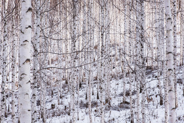 Fototapeta premium Birch forest