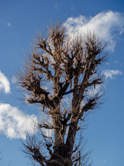 All the leaves are gone