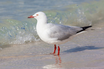 Silver Gull