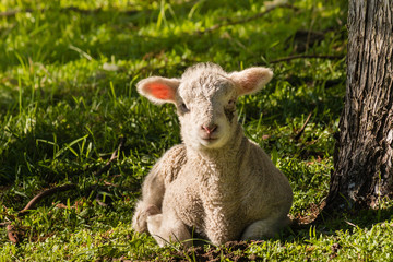 Naklejka premium closeup of little lamb resting on grass under tree