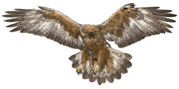 Golden eagle landing hand draw and paint color  on white background vector illustration.