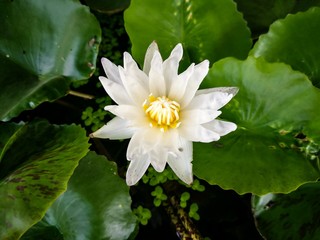 The lotus flower.