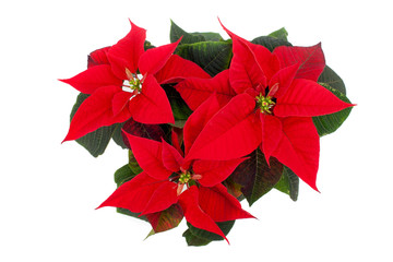 Top view of poinsettia isolated on white background - 127260113