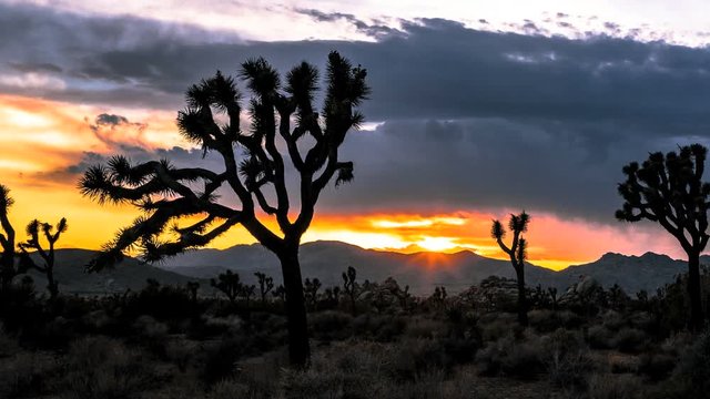 Joshua Tree Beautiful Sunrise Sunset Timelapse