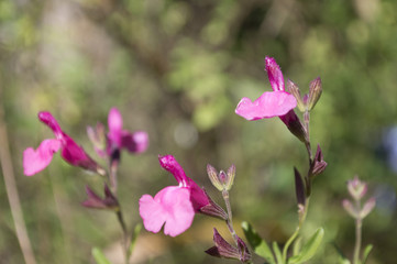 Pink wildflower