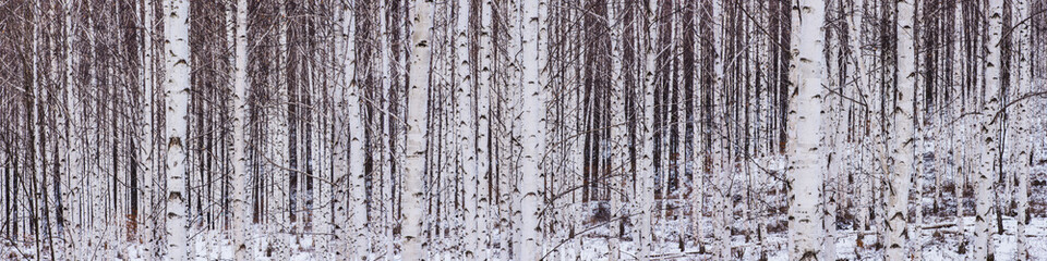 Birch forest