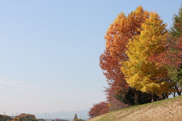 Obraz premium 青空と紅葉の並木道