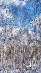 Birch forest