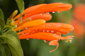 Close up Orange trumpet, Flame flower, Fire-cracker with drops v