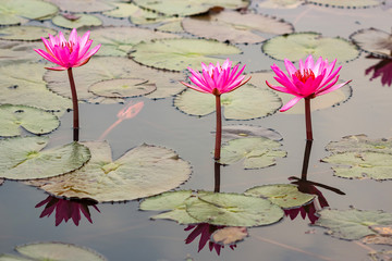 Lotus field Lake large in Udon Thani of Thailand