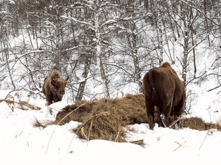 Male adult bison, two individuals. Altai Breeding bison place.