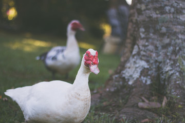 Geese Pals Walking Around a Tree