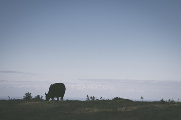 Cow Grazing in the Hills