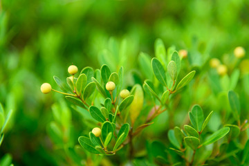 Obraz na płótnie Canvas Green bushes with seeds