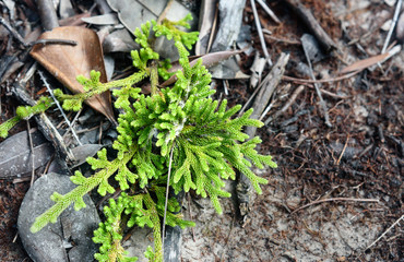 Branch of Green cypress tree. Background texture